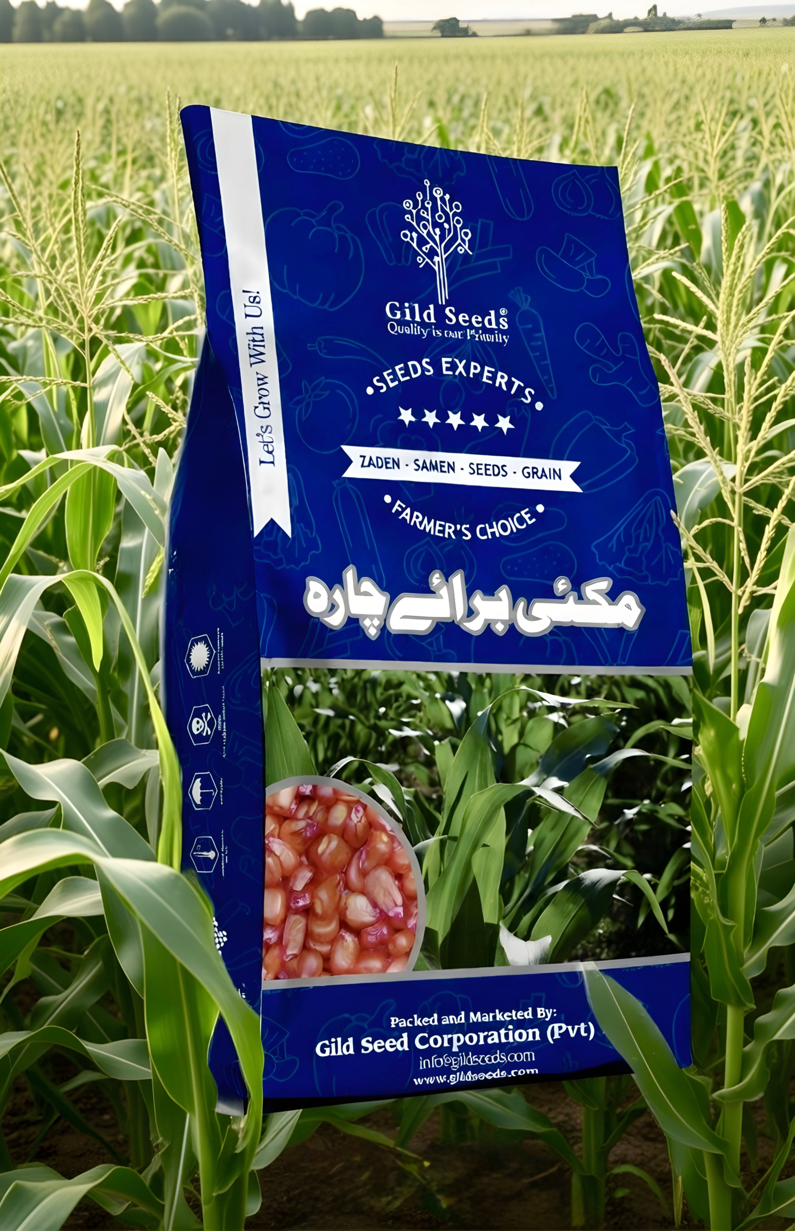 HYBRID FODDER CORN – Group of gulzar and sons(GGS)